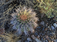 Carnegiea gigantea