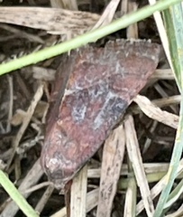 Noctuinae