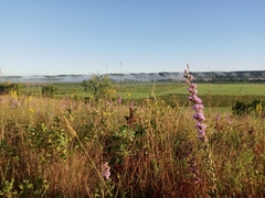 Liatris