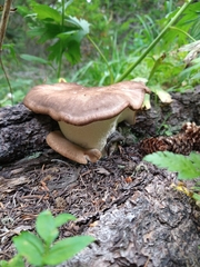 Jahnoporus hirtus