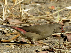 Lagonosticta senegala rendalli