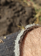 Sphaerophoria scripta