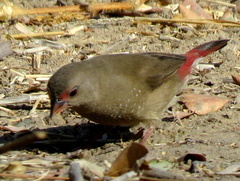 Lagonosticta senegala rendalli