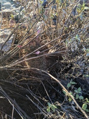 Mammillaria grahamii