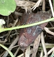 Noctuinae