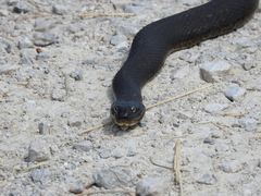 Nerodia sipedon insularum