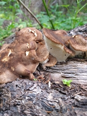 Jahnoporus hirtus