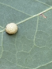 Acraspis pezomachoides