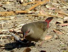 Lagonosticta senegala rendalli