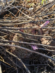 Mammillaria grahamii