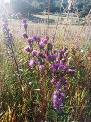 Liatris