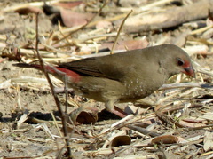 Lagonosticta senegala rendalli