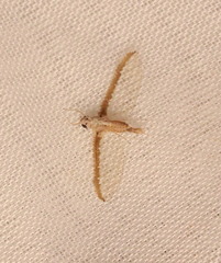 Callibaetis