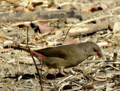 Lagonosticta senegala rendalli