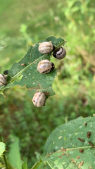 Doryphorina