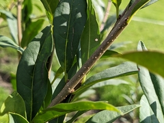 Ligustrum vulgare