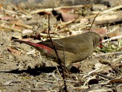 Lagonosticta senegala rendalli