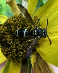 Ancistrocerus catskill