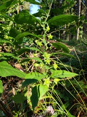 Atropa belladonna