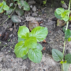 Mentha aquatica