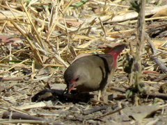 Lagonosticta senegala rendalli