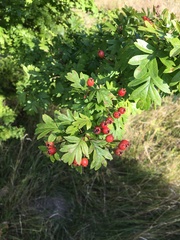 Crataegus