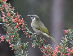 Meliphaga lewinii