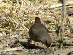 Lagonosticta senegala rendalli