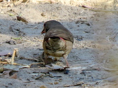 Lagonosticta senegala rendalli