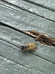 Vespula vulgaris