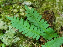 Polypodium appalachianum