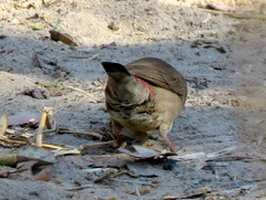 Lagonosticta senegala rendalli