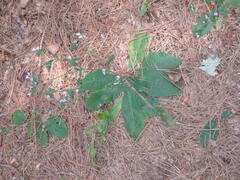 Elephantopus tomentosus