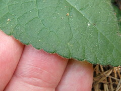 Elephantopus tomentosus