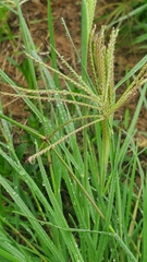 Chloris × subdolichostachya
