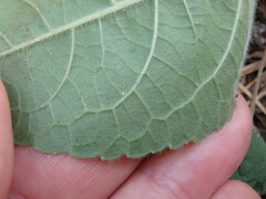 Elephantopus tomentosus