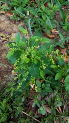Rorippa sessiliflora