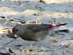 Lagonosticta senegala rendalli