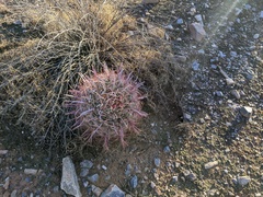 Ferocactus cylindraceus