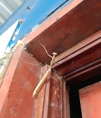 Phasmomantis sumichrasti