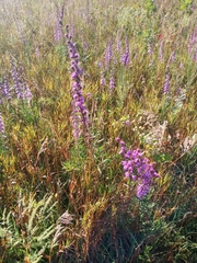 Liatris