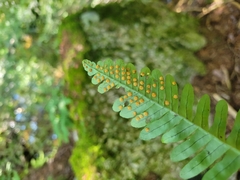 Polypodium appalachianum