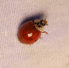 Hesperomyces harmoniae