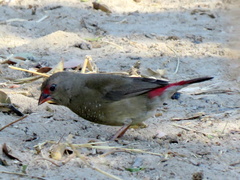 Lagonosticta senegala rendalli