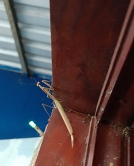 Phasmomantis sumichrasti