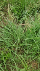 Chloris × subdolichostachya
