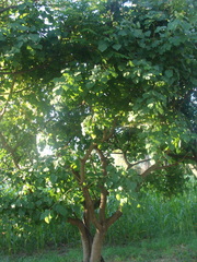 Erythrina folkersii