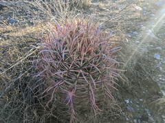 Ferocactus cylindraceus