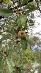 Pyrus spinosa
