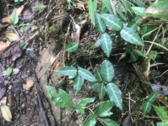 Trachelospermum asiaticum